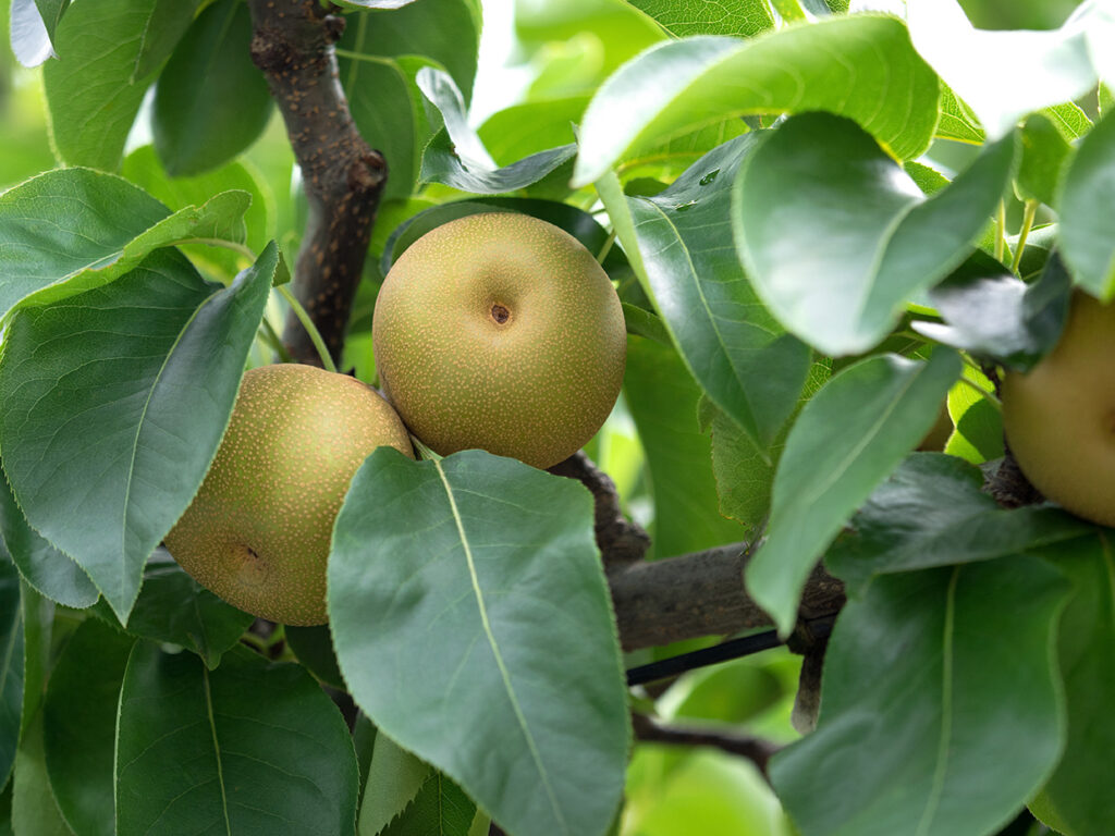 茨城県のおすすめの食べ物